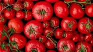 Tomate contém composto que pode atuar contra o ganho de peso, revela estudo - Freepik
