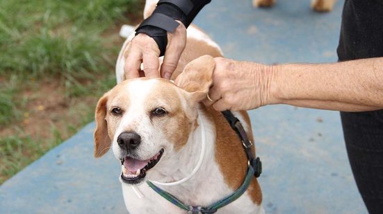 Cães serão protegidos - Fonte: Reprodução