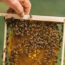 Mais de vinte apicultores foram convocados para ajudar na recuperação das abelhas e minimizar os danos após o acidente. - Reprodução