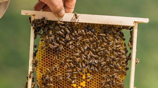 Mais de vinte apicultores foram convocados para ajudar na recuperação das abelhas e minimizar os danos após o acidente. - Reprodução