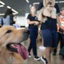 Animais de suporte emocional podem ser recusados por companhias aéreas - Reprodução