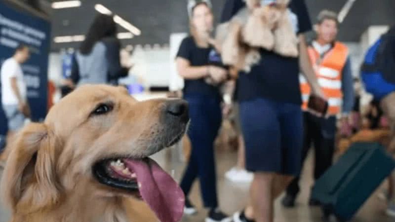 Animais de suporte emocional podem ser recusados por companhias aéreas - Reprodução