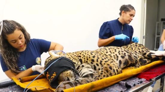 Animal está com alto grau de desidratação e rins e fígado comprometidos - Foto: Saul Schramm/Mato Grosso do Sul