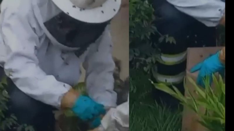 Após a remoção, abelhas foram soltas em área de mata, longe da zona urbana, promovendo segurança e proteção ambiental. - Divulgação