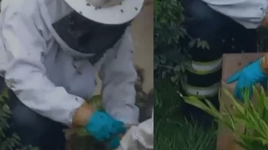 Após a remoção, abelhas foram soltas em área de mata, longe da zona urbana, promovendo segurança e proteção ambiental. - Divulgação