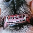 Cachorro com aparelho ortodôntico - Imagem: Reprodução/Instagram