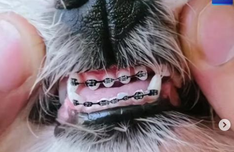 Cachorro com aparelho ortodôntico - Imagem: Reprodução/Instagram