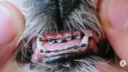Cachorro com aparelho ortodôntico - Imagem: Reprodução/Instagram