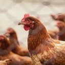 A ingestão de alimentos bem cozidos não oferece risco. A transmissão entre humanos é extremamente rara - Reprodução/Internet