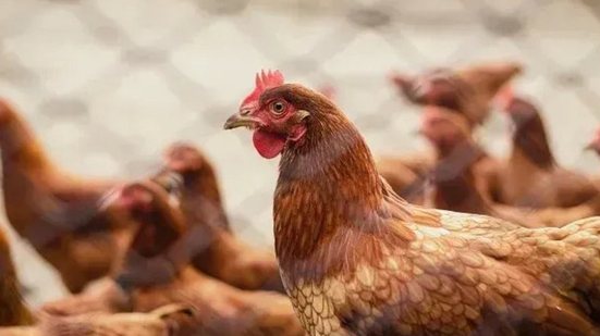 A ingestão de alimentos bem cozidos não oferece risco. A transmissão entre humanos é extremamente rara - Reprodução/Internet
