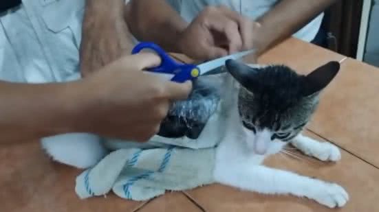 Agentes penitenciários encontraram 235 gramas de maconha e 67 gramas de substância semelhante ao crack no gato. - Divulgação
