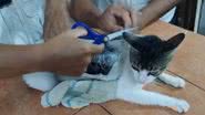 Agentes penitenciários encontraram 235 gramas de maconha e 67 gramas de substância semelhante ao crack no gato. - Divulgação