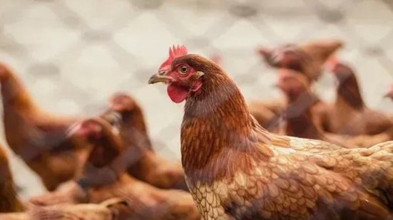 Durante o período de 28 dias, o local deve permanecer sem aves ou qualquer atividade relacionada - Reprodução/Internet