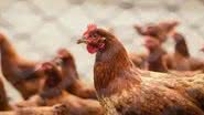 Durante o período de 28 dias, o local deve permanecer sem aves ou qualquer atividade relacionada - Reprodução/Internet
