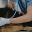 Cachorro da vizinha foi atacado por pit bull; tutora é condenada a arcar com parte dos custos veterinários. - Divulgação