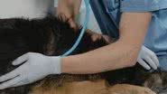 Cachorro da vizinha foi atacado por pit bull; tutora é condenada a arcar com parte dos custos veterinários. - Divulgação
