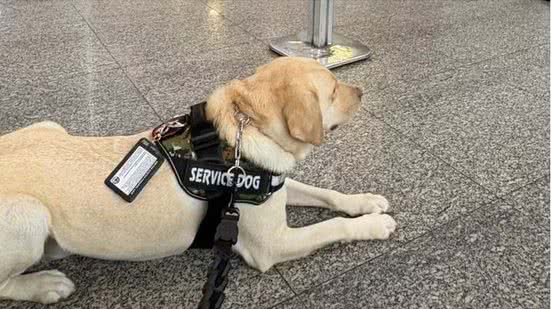 Após 12 horas de espera, cão de serviço Tedy é novamente impedido de embarcar em voo da TAP com destino a Portugal. - Divulgação