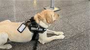 Após 12 horas de espera, cão de serviço Tedy é novamente impedido de embarcar em voo da TAP com destino a Portugal. - Divulgação