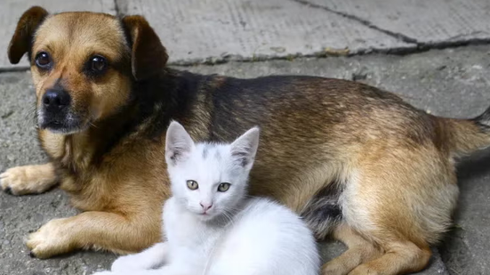 A biologia e o comportamento dos felinos os tornam menos vulneráveis a doenças - Reprodução/Internet