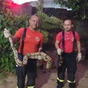 O CBMRN alerta para a importância de não tentar capturar animais silvestres sem conhecimento e experiência - Divulgação/CBMRN