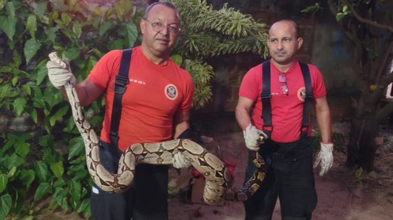 O CBMRN alerta para a importância de não tentar capturar animais silvestres sem conhecimento e experiência - Divulgação/CBMRN