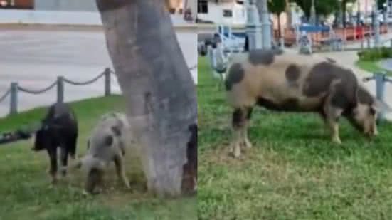 Foto: Reprodução.