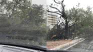 Foto: Reprodução.