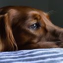 Condenados por zoofilia poderão ser impedidos de ter animais e enfrentarão penas progressivas conforme a gravidade do ato. - Reprodução