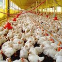 Desde maio, Brasil registrou 170 casos de gripe aviária, com a maioria em aves silvestres e apenas um em produção comercial. - Divulgação
