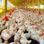 Desde maio, Brasil registrou 170 casos de gripe aviária, com a maioria em aves silvestres e apenas um em produção comercial. - Divulgação