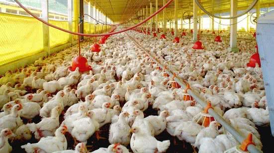 Desde maio, Brasil registrou 170 casos de gripe aviária, com a maioria em aves silvestres e apenas um em produção comercial. - Divulgação