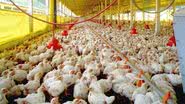 Desde maio, Brasil registrou 170 casos de gripe aviária, com a maioria em aves silvestres e apenas um em produção comercial. - Divulgação