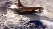 O caso viralizou nas redes sociais, com milhares de visualizações e comentários sobre o encontro inusitado com a orca. - Reprodução