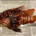 Peixe-leão possui vários espinhos venenosos no corpo - Sea Paradise/Divulgação