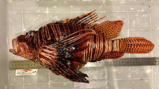 Peixe-leão possui vários espinhos venenosos no corpo - Sea Paradise/Divulgação