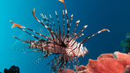 Peixe-leão (Pterois volitanse) vive até 15 anos e podem pesar até 200 gramas - Wikipédia