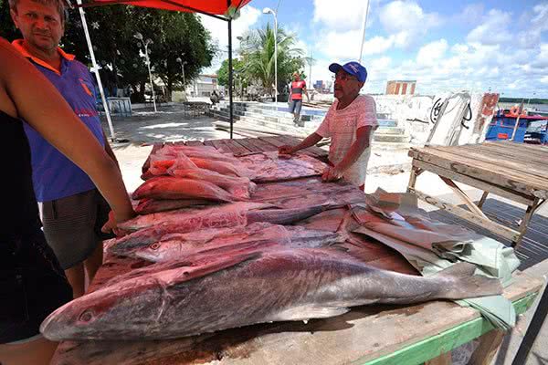 Ciguatera é uma intoxicação alimentar causada por peixes contaminados; saiba quais espécies evitar e como se proteger. - Divulgação