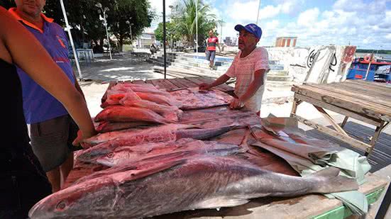 Ciguatera é uma intoxicação alimentar causada por peixes contaminados; saiba quais espécies evitar e como se proteger. - Divulgação