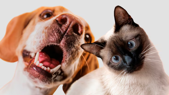 Projeto propõe disciplinar a hospedagem de animais domésticos - Reprodução/Freepik