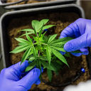 MPRN emite orientações a policiais sobre porte de até 40g de maconha - Reprodução