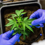 MPRN emite orientações a policiais sobre porte de até 40g de maconha - Reprodução