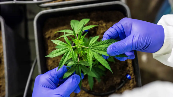 MPRN emite orientações a policiais sobre porte de até 40g de maconha - Reprodução
