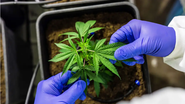 MPRN emite orientações a policiais sobre porte de até 40g de maconha - Reprodução