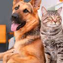 Projeto garante um dia de luto a servidores por perda de animais de estimação - Reprodução