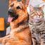 Projeto garante um dia de luto a servidores por perda de animais de estimação - Reprodução