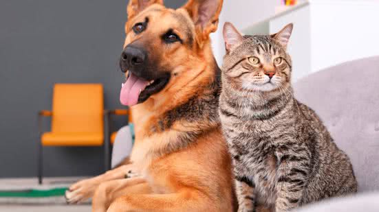 Projeto garante um dia de luto a servidores por perda de animais de estimação - Reprodução