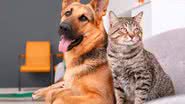 Projeto garante um dia de luto a servidores por perda de animais de estimação - Reprodução