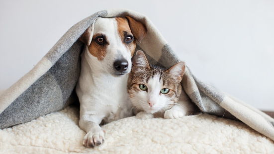 Nova lei proíbe tatuagens e piercings em cães e gatos\u003B punições incluem prisão e multa