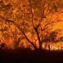 Mata Atlântica e Pantanal enfrentam queimadas alarmantes - Foto: Reprodução/Agência Brasil/Jader Souza