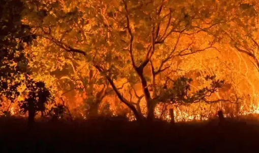 Mata Atlântica e Pantanal enfrentam queimadas alarmantes - Foto: Reprodução/Agência Brasil/Jader Souza